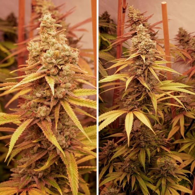 Pink Banana Runtz Ltd Edition Feminized Seeds