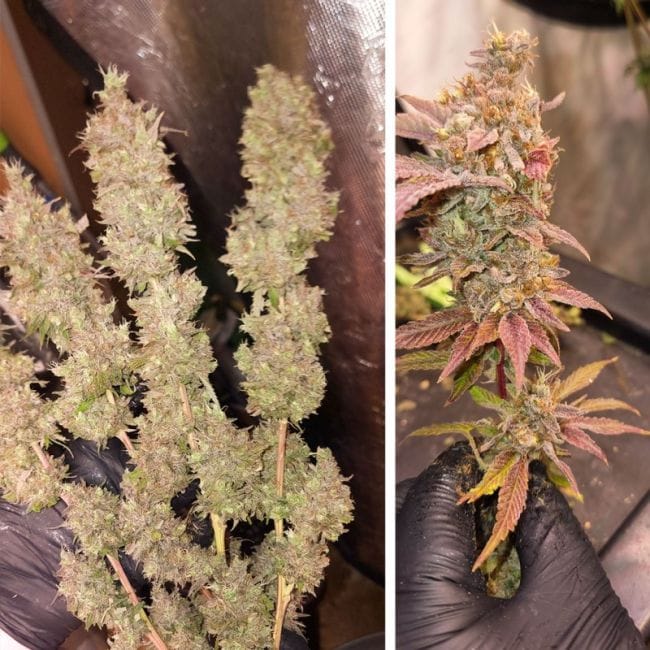 Pink Banana Runtz Ltd Edition Feminized Seeds