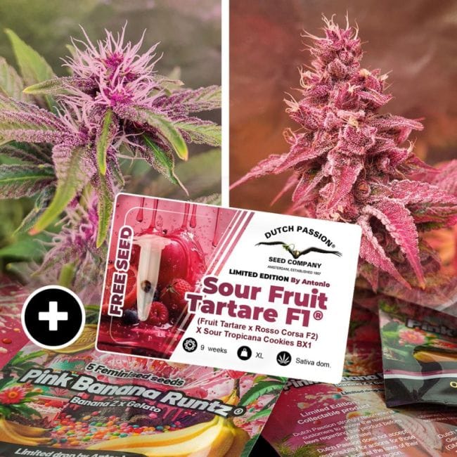 Pink Banana Runtz Ltd Edition Feminized Seeds