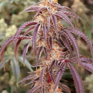 Moonage Daydream Feminized Seeds