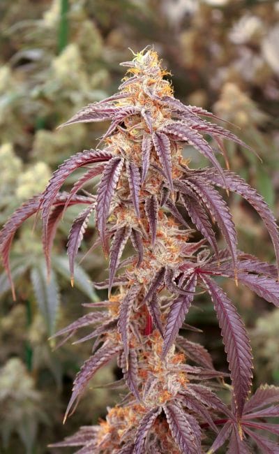 Moonage Daydream Feminized Seeds