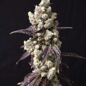 Cajun Quake Feminized Seeds