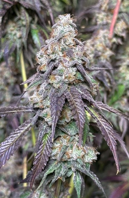 Cajun Moon BX Feminized Seeds