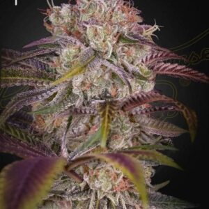 Gran Jefa Feminized Seeds