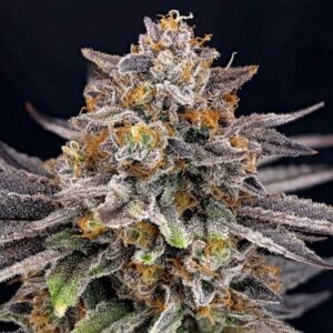 CandyGaz Feminized Seeds