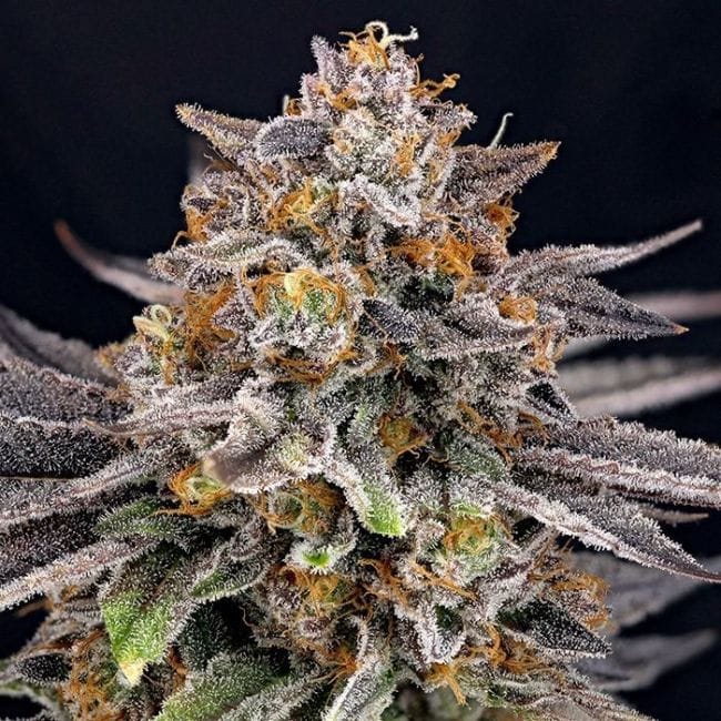 CandyGaz Feminized Seeds