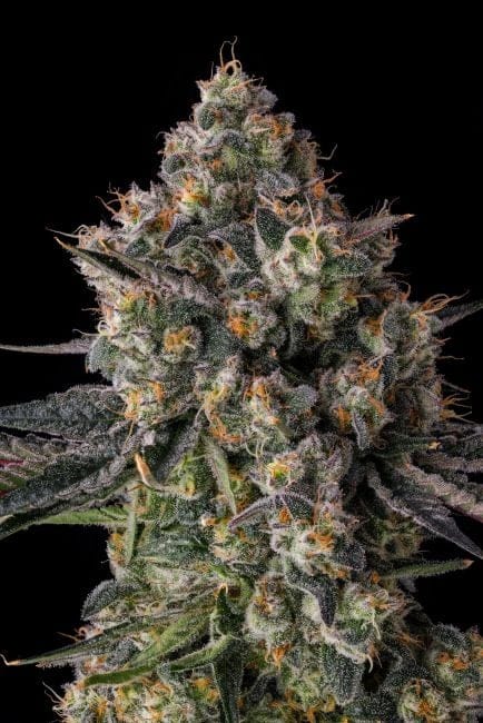 Zhampagne Feminized Seeds