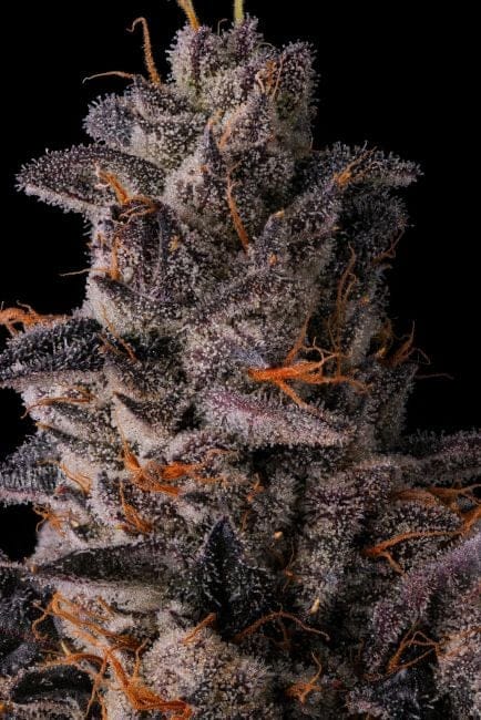 Lemon Cherry Pave Feminized Seeds