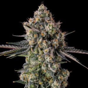 Zhampagne Feminized Seeds