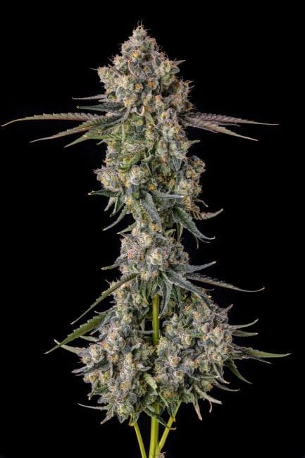 Zhampagne Feminized Seeds