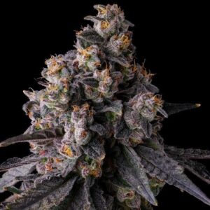 Rainbow Guave Feminized Seeds