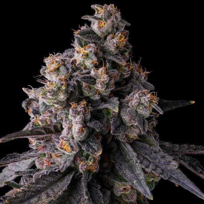 Rainbow Guave Feminized Seeds