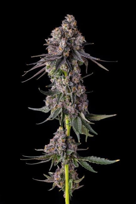 Rainbow Guave Feminized Seeds