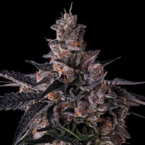 Lemon Cherry Pave Feminized Seeds