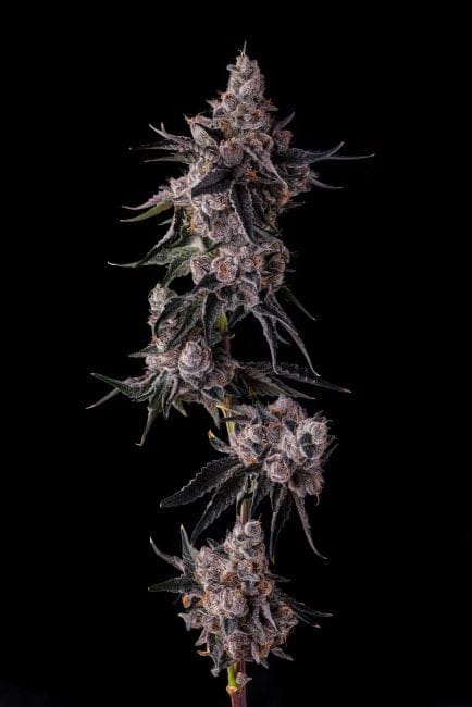 Lemon Cherry Pave Feminized Seeds