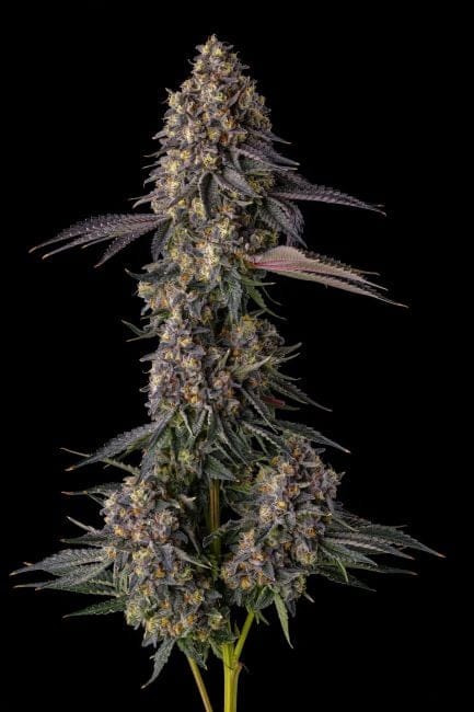 Khumamotoz Feminized Seeds