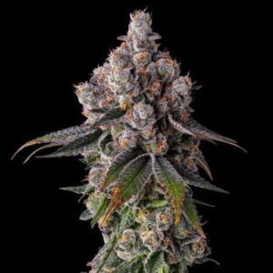 90 Proof Feminized Seeds