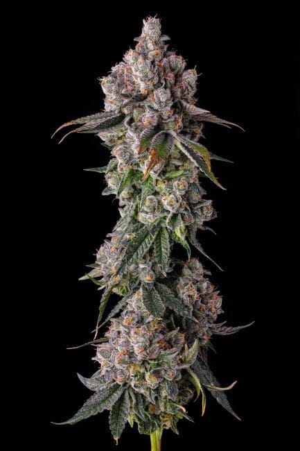 90 Proof Feminized Seeds