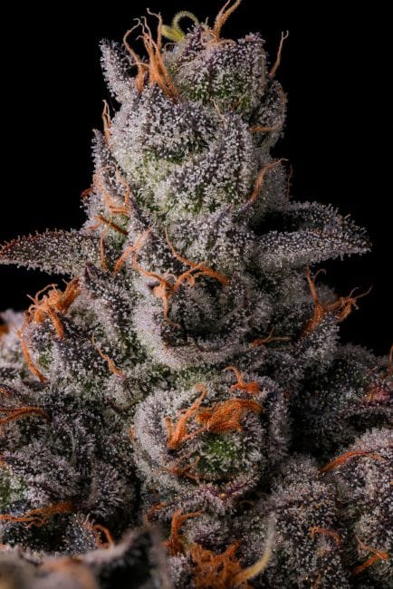 90 Proof Feminized Seeds