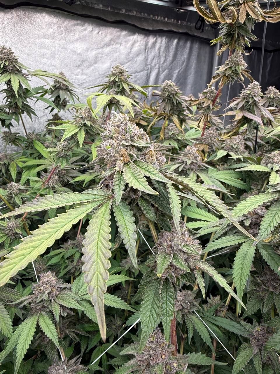 Biscotti Gelato Feminized Seeds