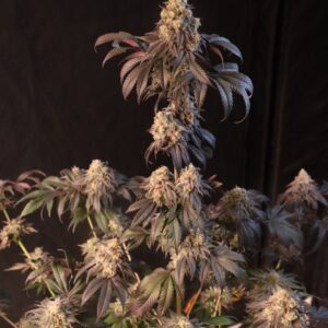 Papayaton Feminized Seeds