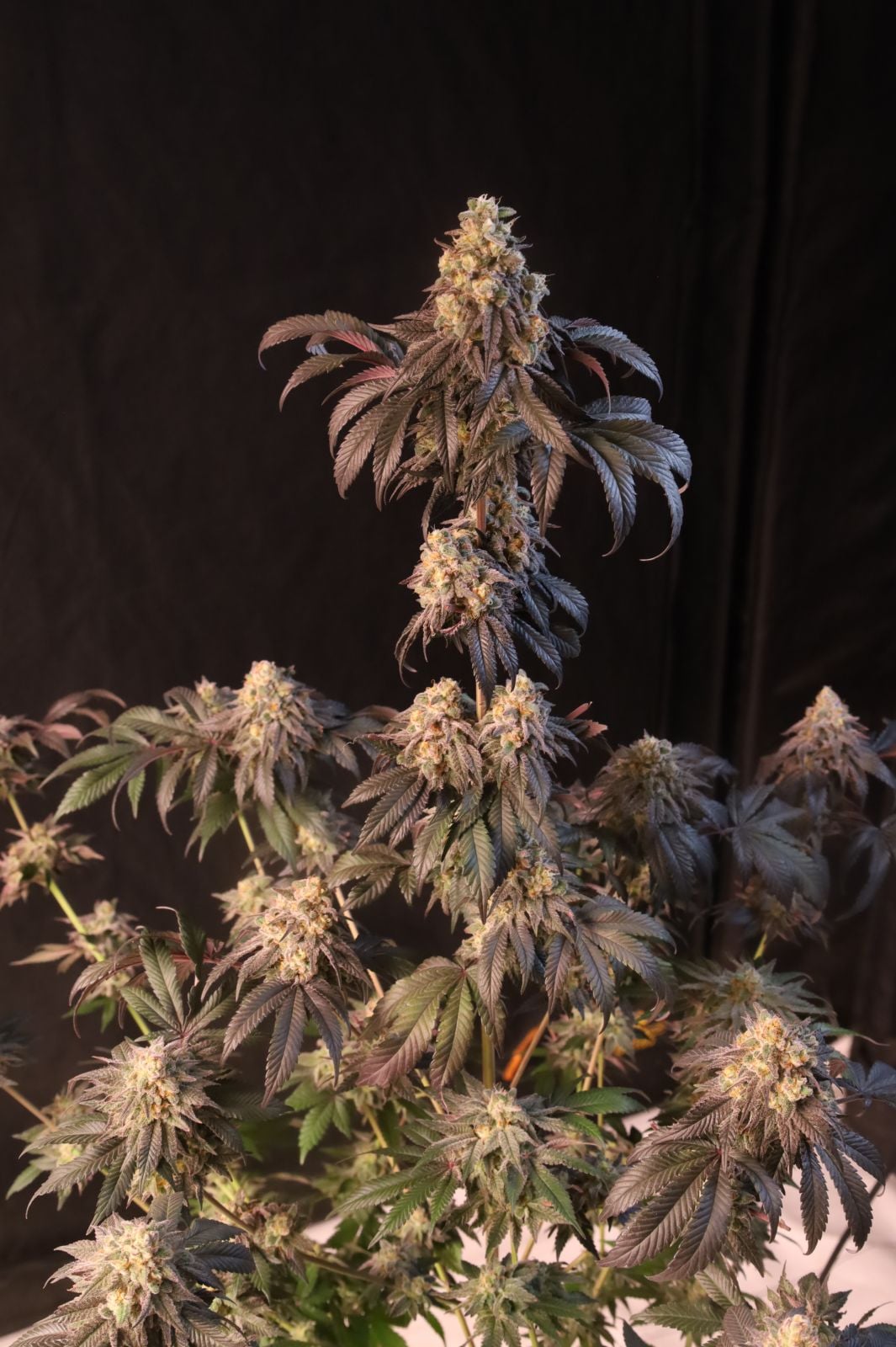 Papayaton Feminized Seeds