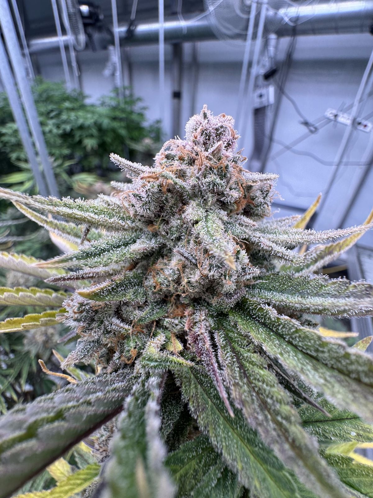 Cherry Cola RF3 Auto Feminized Seeds
