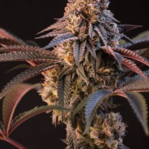 Lemon Cherry Runtz Feminized Seeds