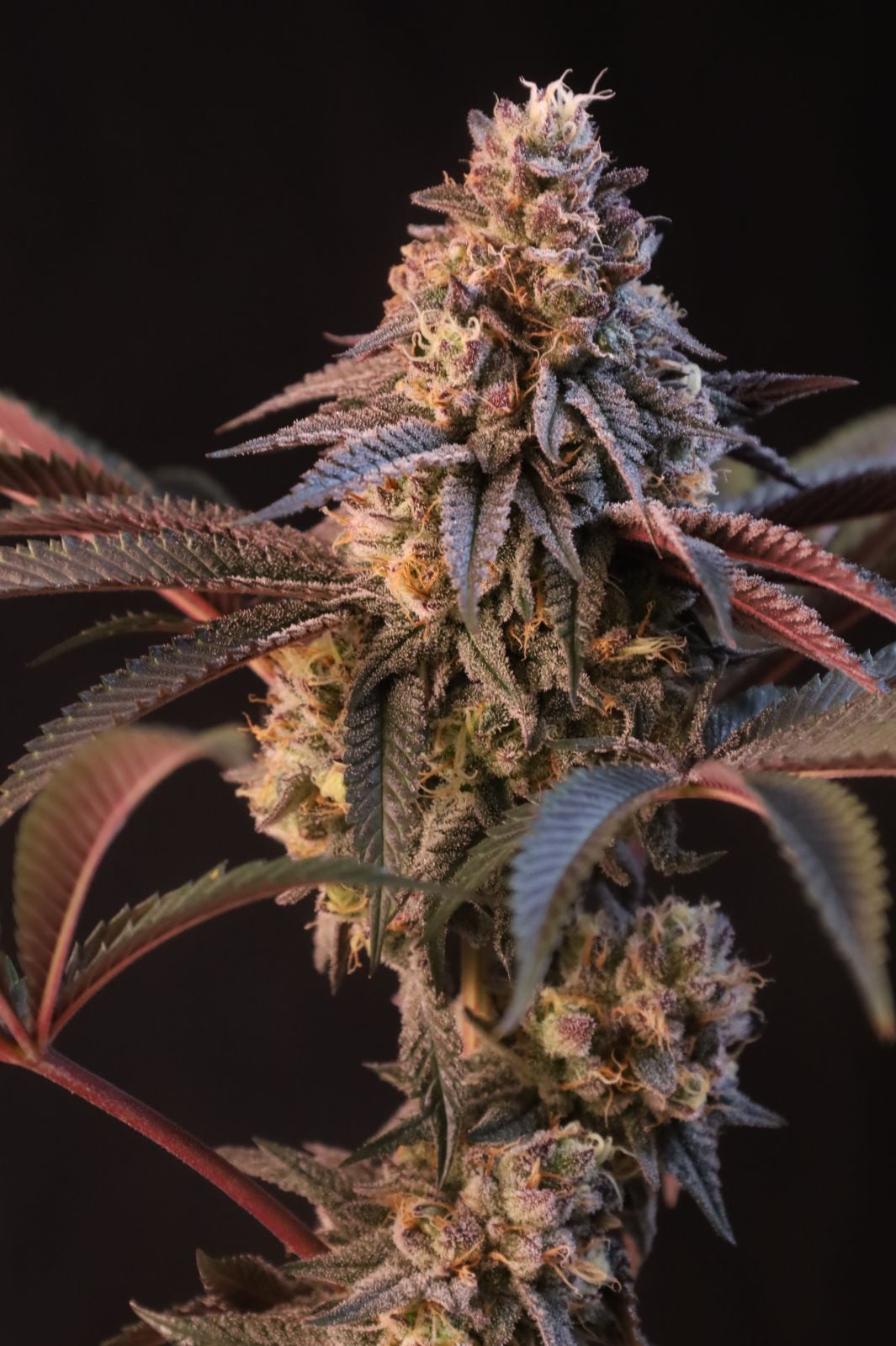 Lemon Cherry Runtz Feminized Seeds