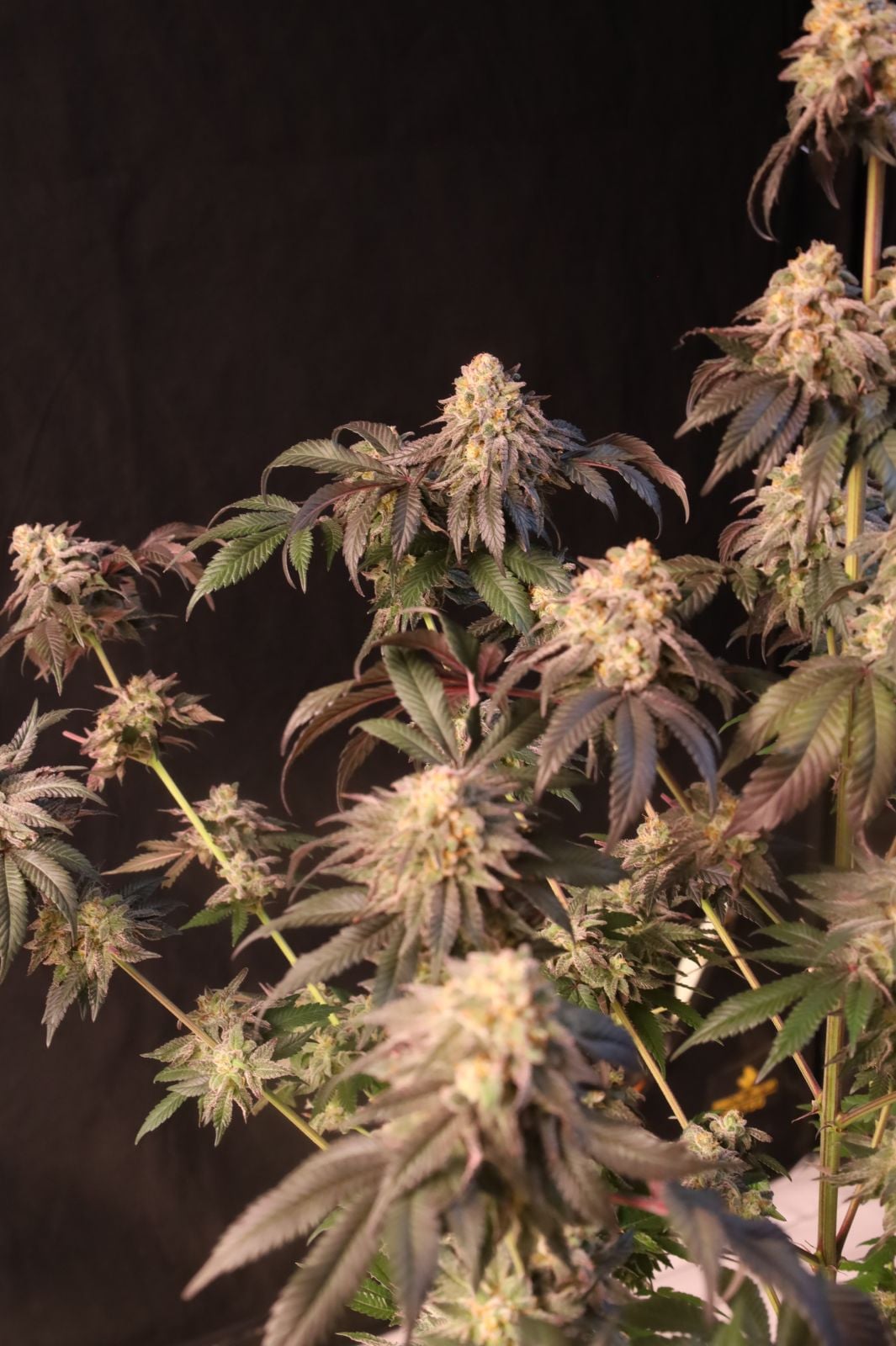 Papayaton Feminized Seeds