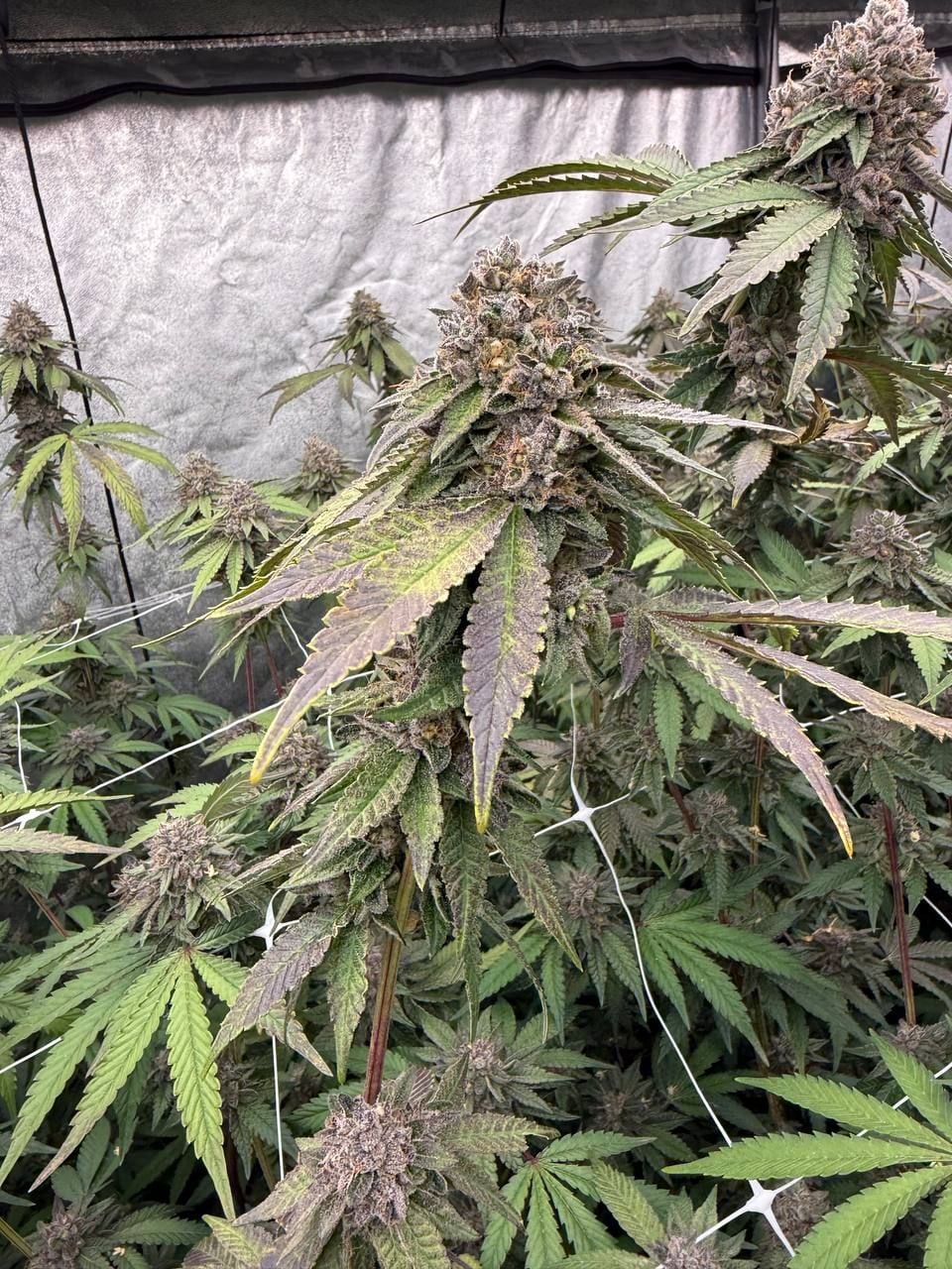 Biscotti Gelato Feminized Seeds