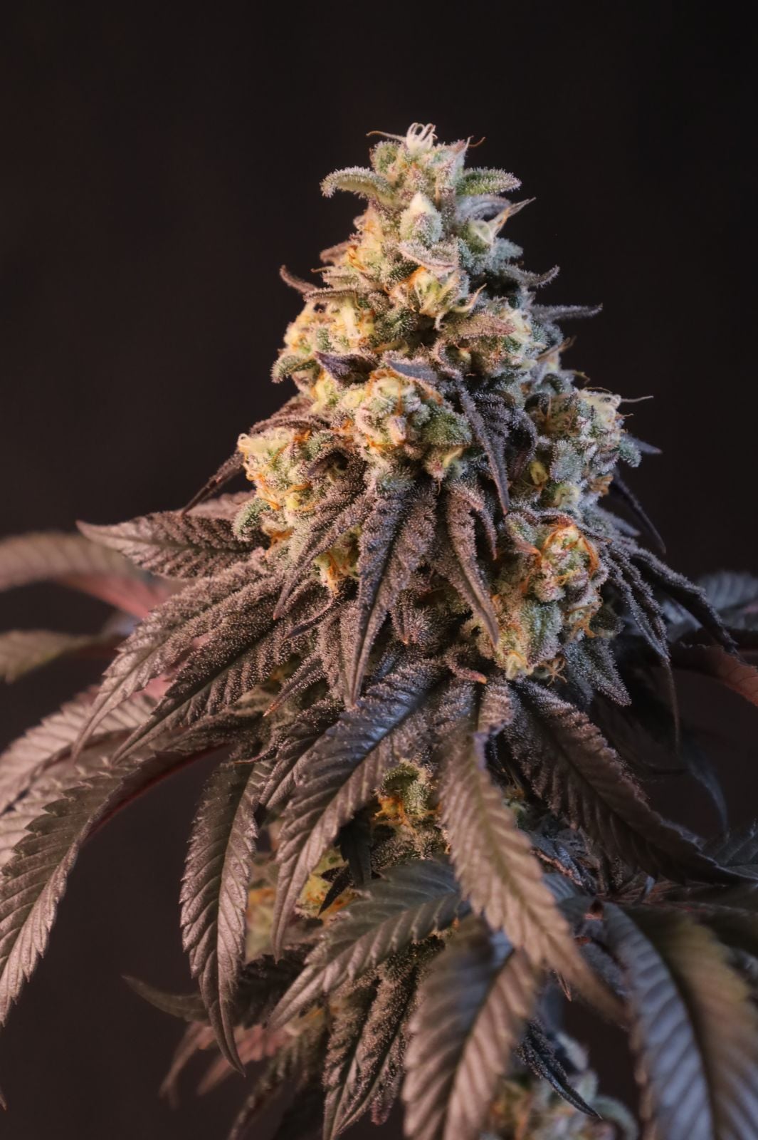 Papayaton Feminized Seeds