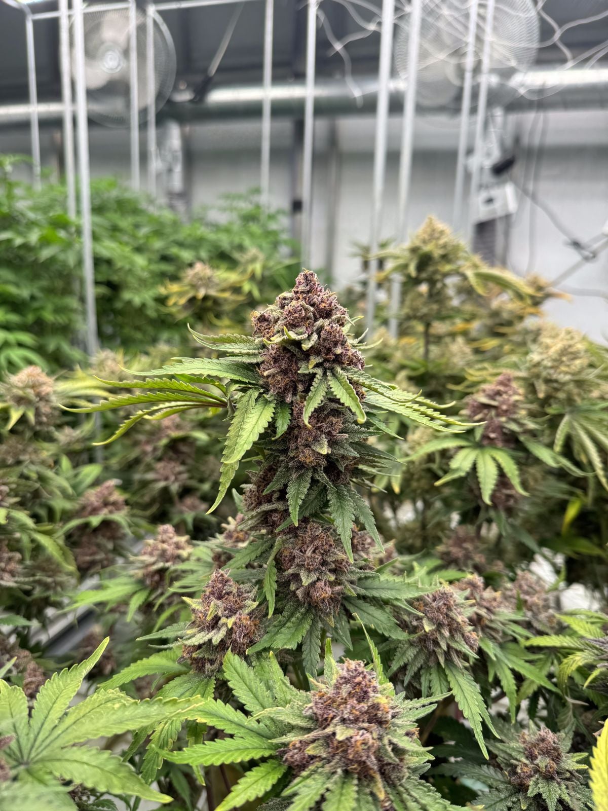 Cherry Cola RF3 Auto Feminized Seeds