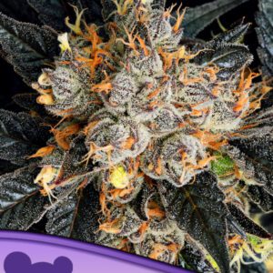 Aura Feminized Seeds