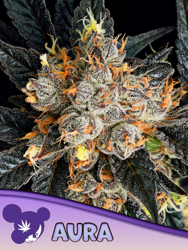 Aura Feminized Seeds