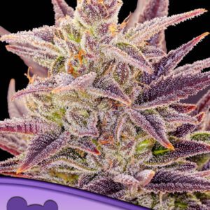 Imperium X Auto Feminized Seeds