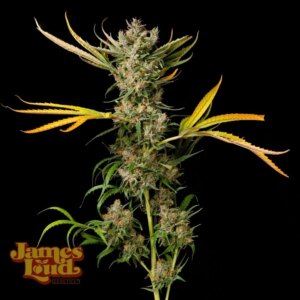 Banana Cough Regular Seeds