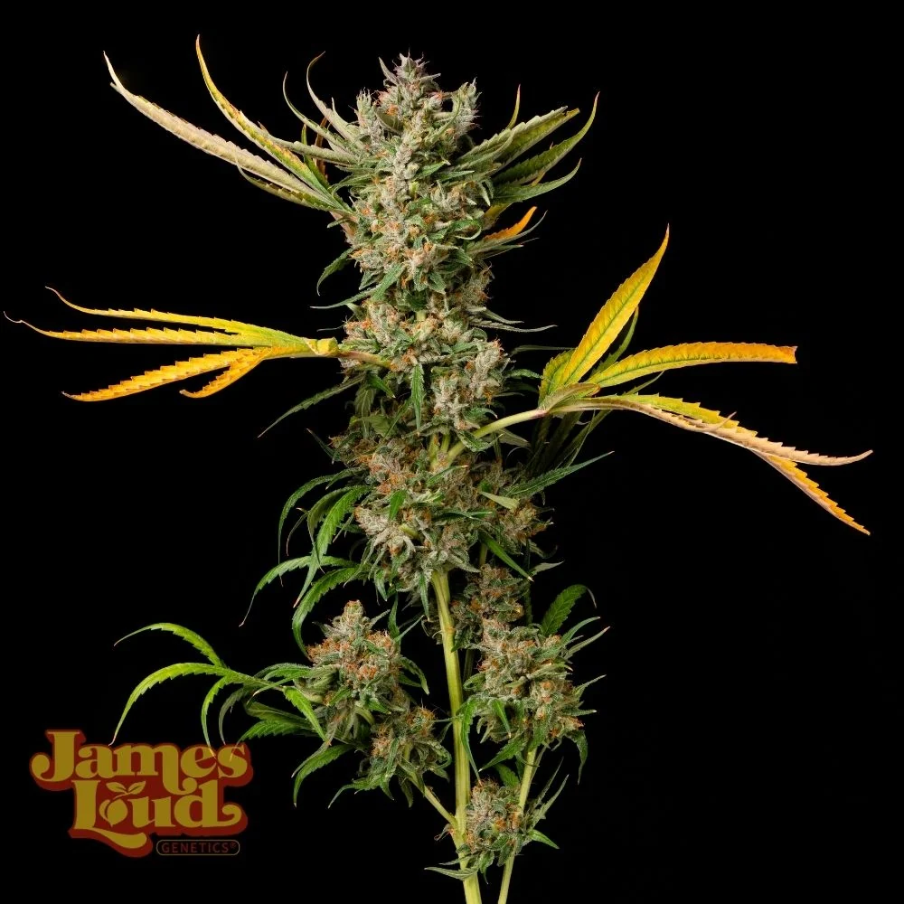 Banana Cough Regular Seeds