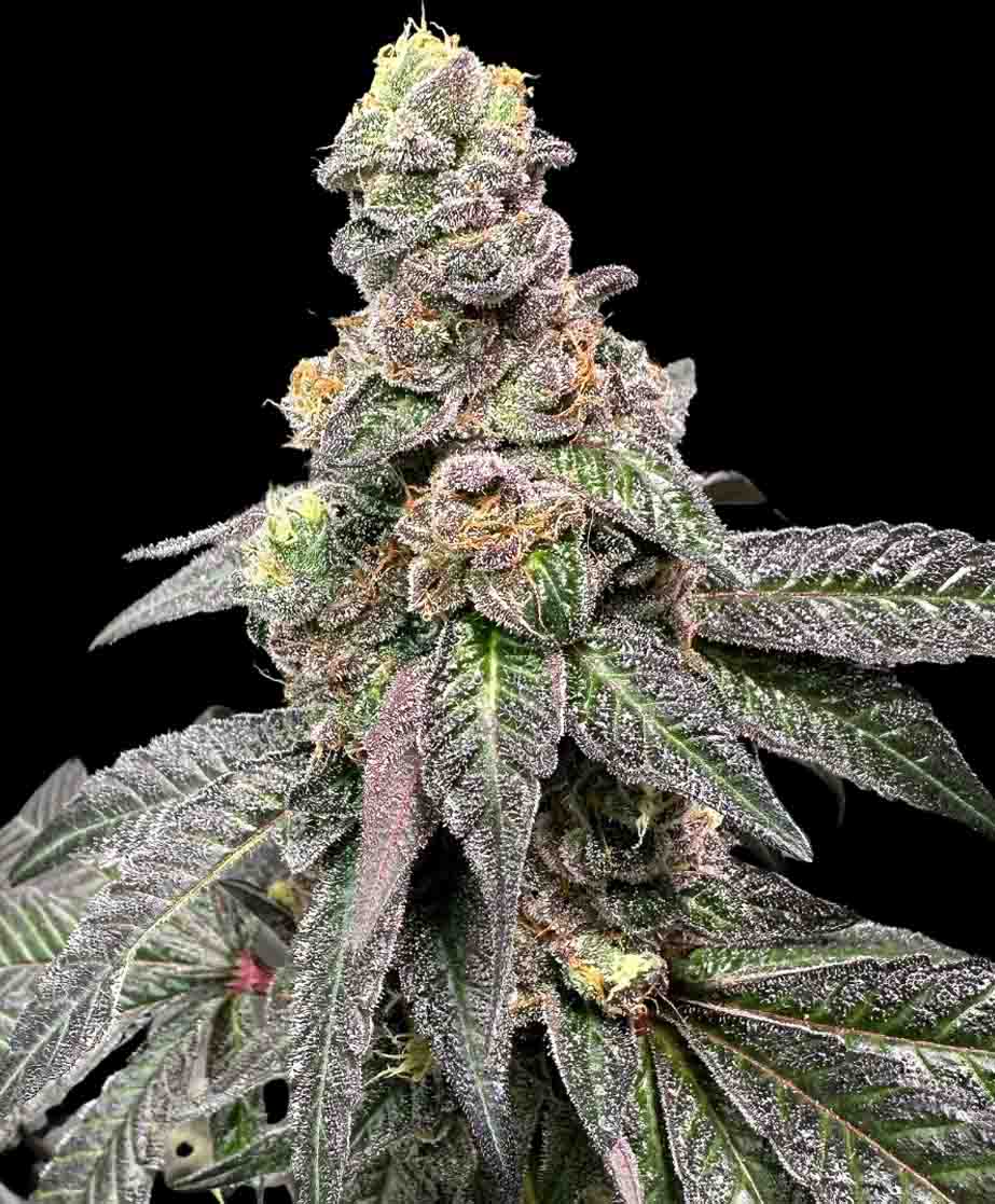 Banana Nut Bread Feminized Seeds