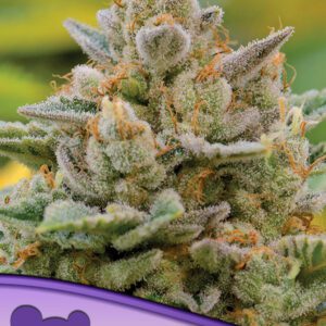 Big Bazooka Auto Feminized Seeds