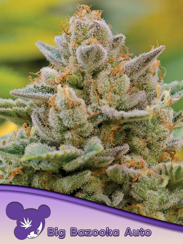 Big Bazooka Auto Feminized Seeds