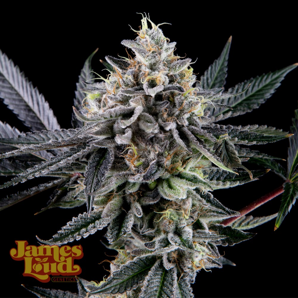 Frosted Biscotti Auto Feminized Seeds