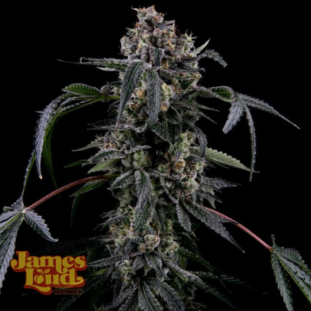 Black Radler Feminized Seeds