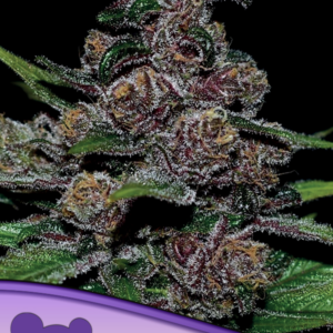 Blackberry Moonrocks Auto Feminized Seeds