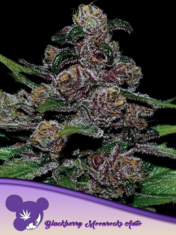 Blackberry Moonrocks Auto Feminized Seeds