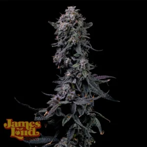 Bumpboxx Kush Feminized Seeds