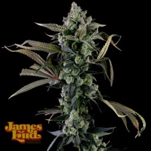 Candy Island Feminized Seeds