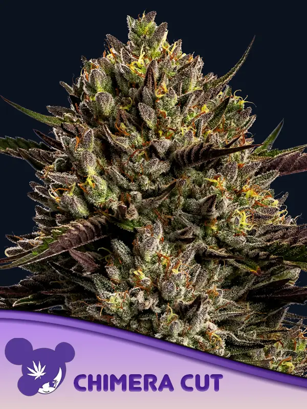 Chimera Cut Feminized Seeds