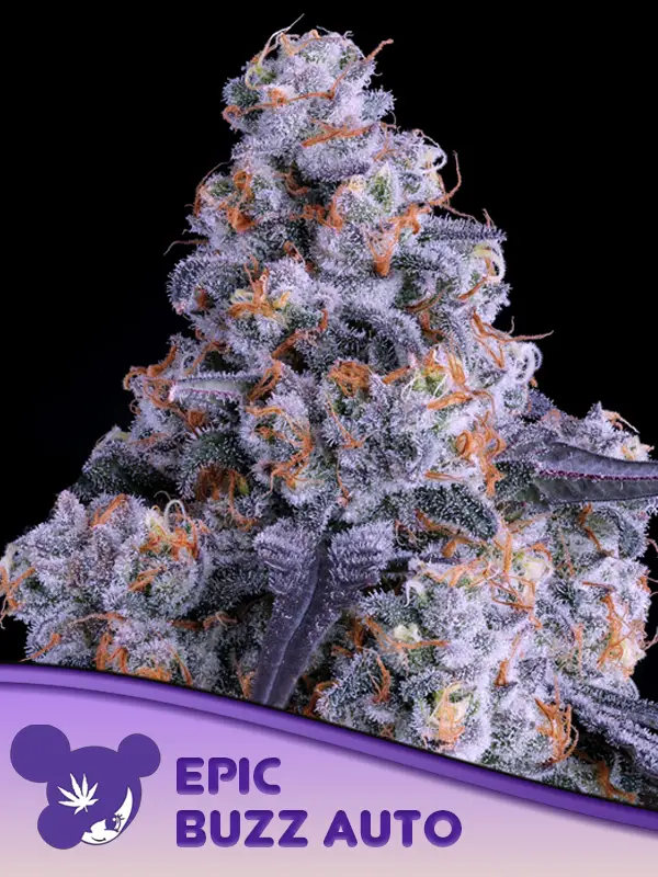 Epic Buzz Auto Feminized Seeds