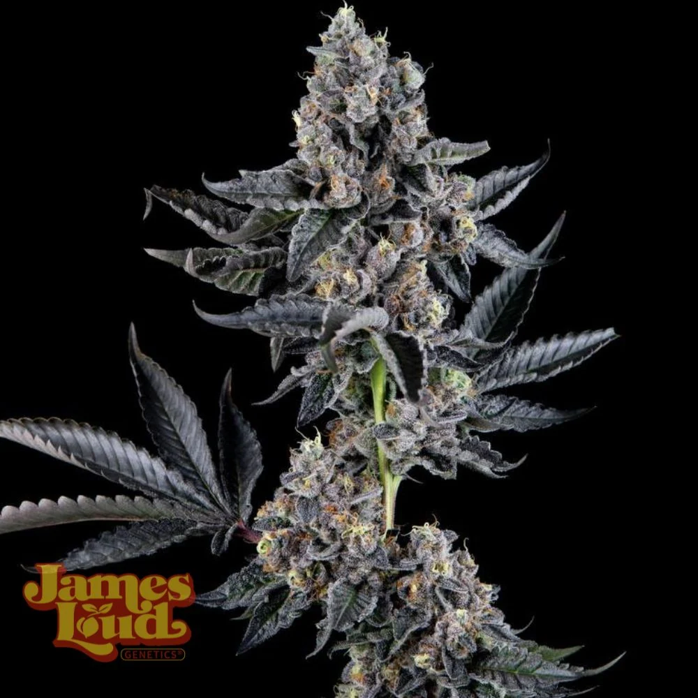 Everglazed (Ltd. Release) Feminized Seeds
